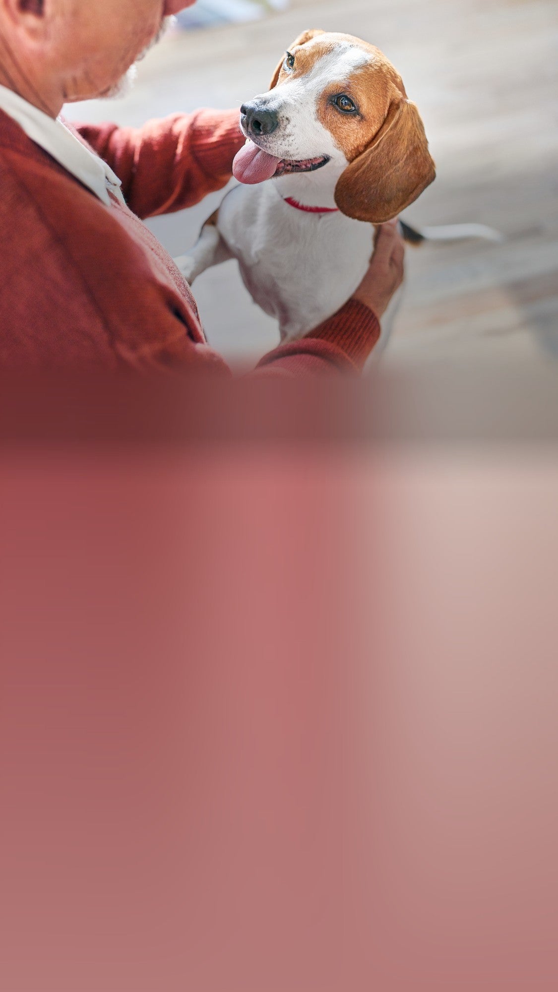 Perro beagle sonriente junto a su tutor