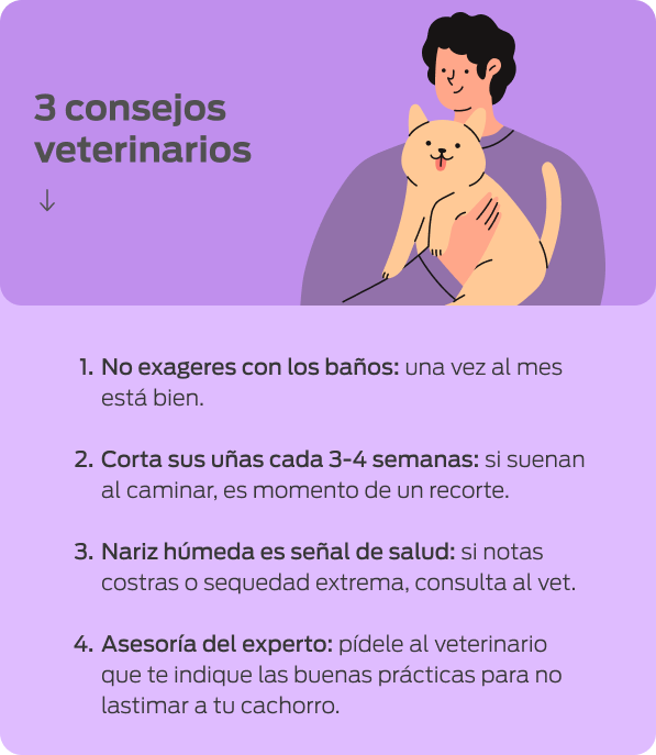 Ilustración de una persona cargando a su perro con 3 consejos veterinarios para la higiene del cachorro