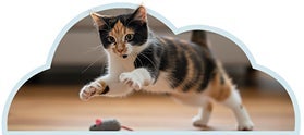 Gatito en su juego rutinario, la importancia de la constancia en el juego diario.