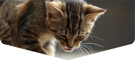 Gatito con comportamiento extraño, razón para consultar al veterinario.