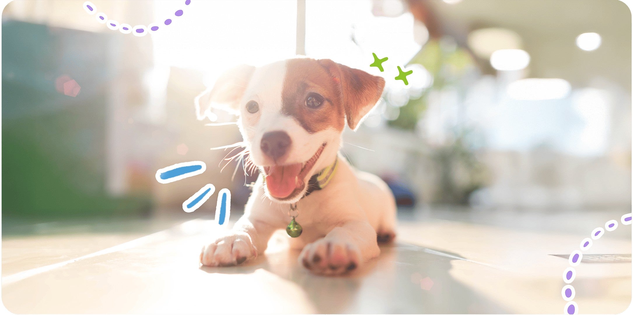 Cachorro feliz recostado al sol con la lengua de fuera