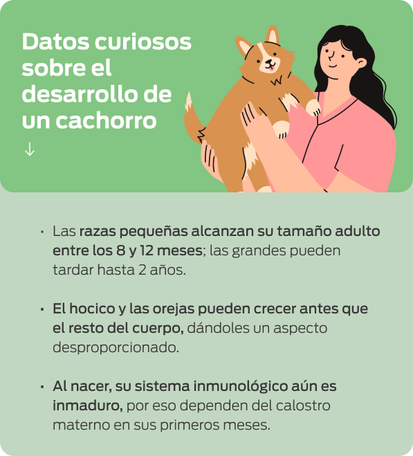 Ilustración de una mujer cargando a un cachorro con datos curiosos sobre su desarrollo