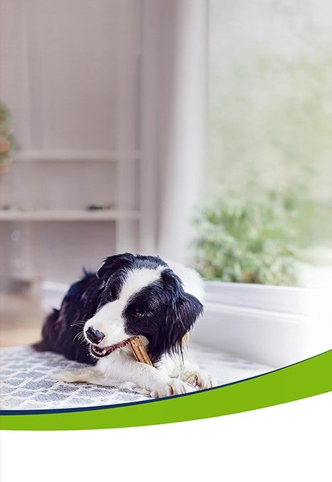 Perro border collie masticando un snack dental Purina® Dentalife® en casa