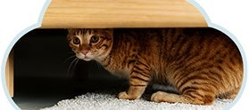 Gatito encontrando su espacio seguro mediante un escondite.