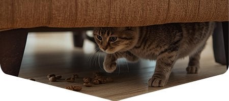 Gatito cazando su comida, mediante la técnica del escondite del alimento.