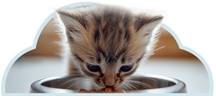 Gatito disfrutando porción de alimento seco para gatitos, ofrecido varias veces según curiosidad.
