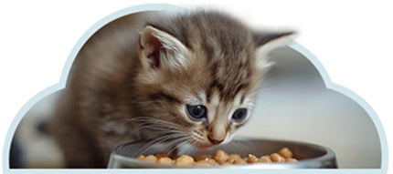 Gatito en etapa de crecimiento comiendo alimento seco para gatitos, base de su nutrición diaria.