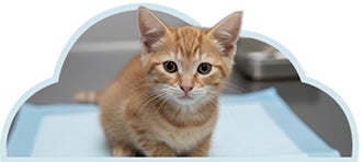 Conoce lo que se debe evitar en gatitos de 0 a 6 meses.