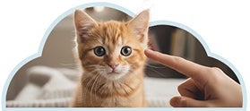 Gatito siendo reprendido, evitar jugar con manos y pies es importante para que no arañe.