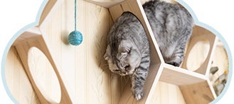Gatito en desafíos físicos como método de recreación.