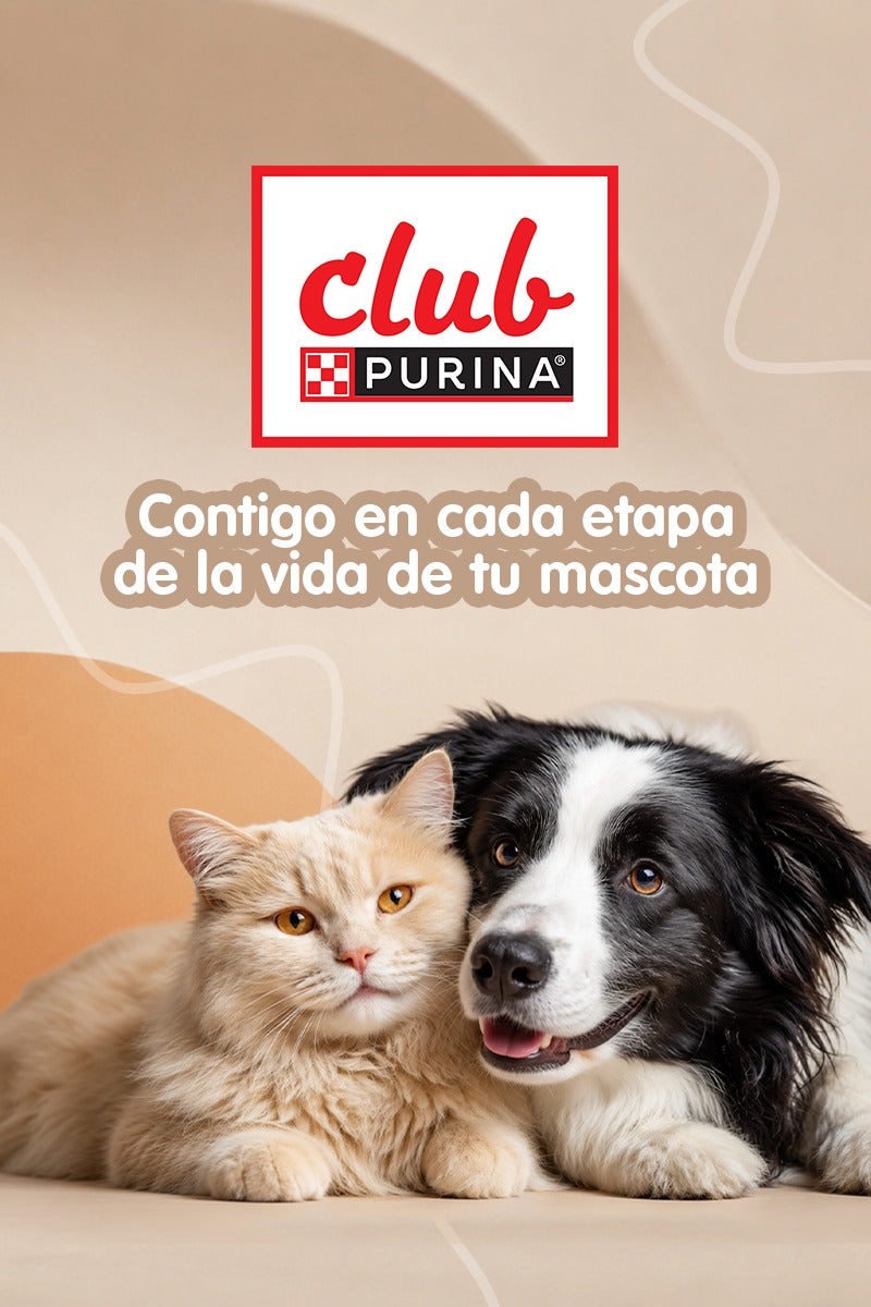 Gato y perro recostados juntos con el logo de Club Purina y el texto Contigo en cada etapa de la vida de tu mascota