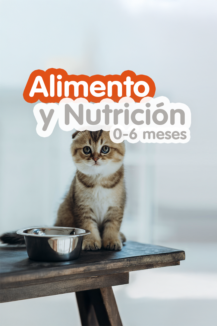 Gatito atigrado sentado junto a un plato de metal.
