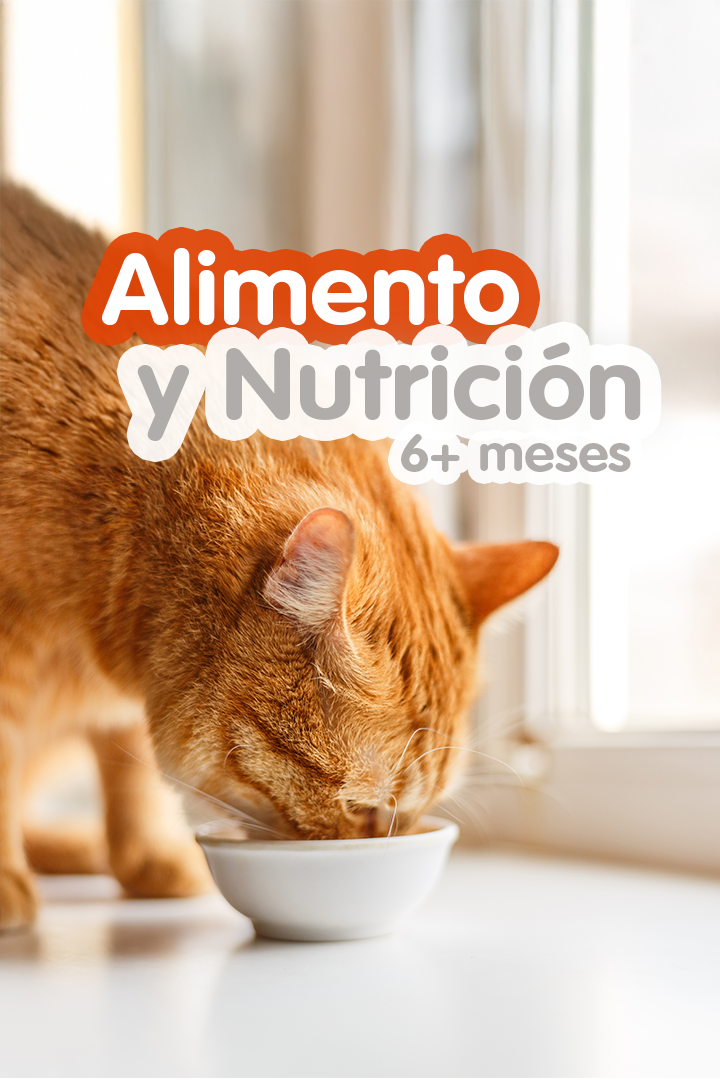 Gato naranja comiendo de un plato blanco junto a la ventana.