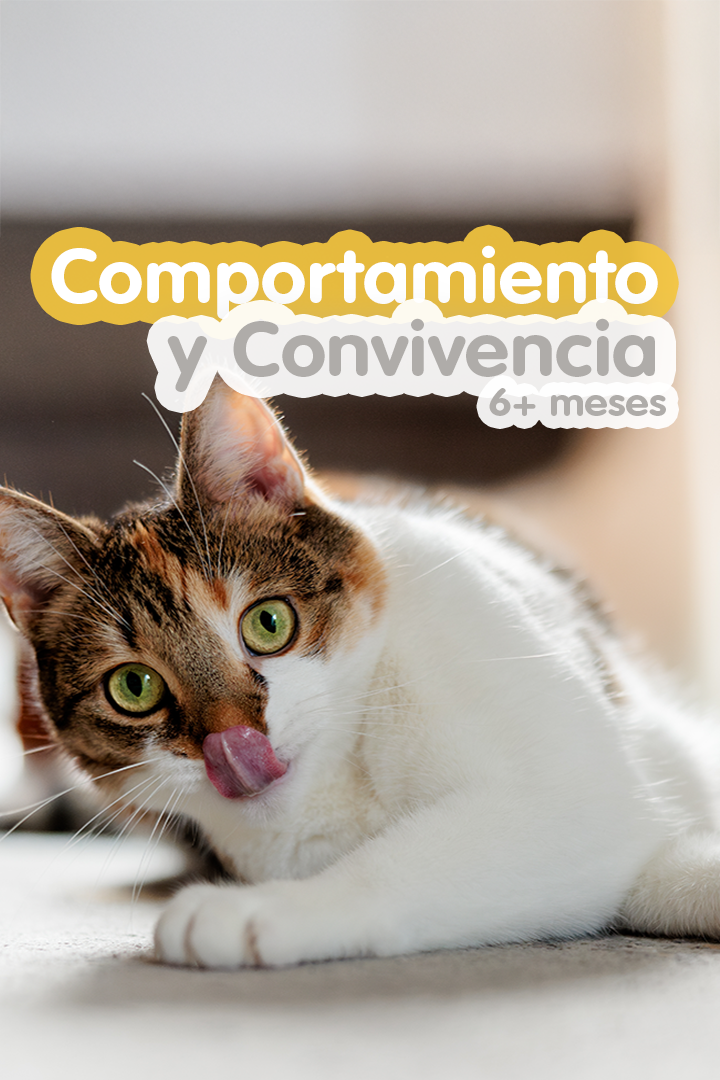 Gato tricolor recostado sacando la lengua.