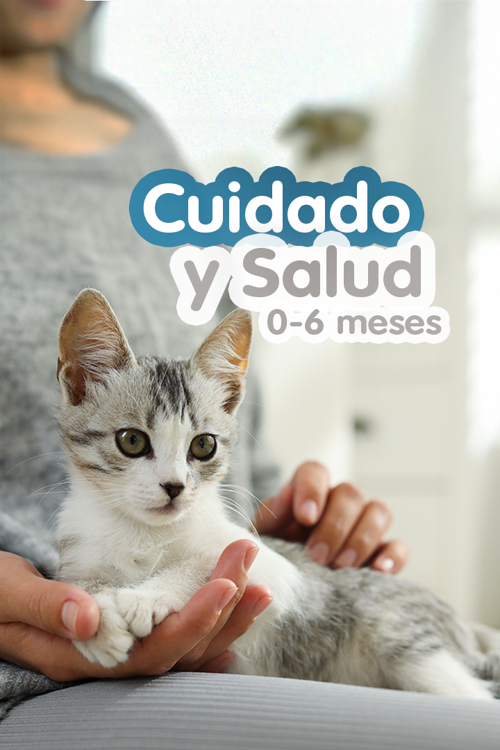 Gatito blanco con gris recibiendo caricias de su cuidadora.