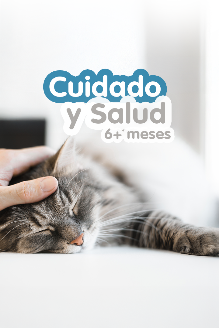 Gato atigrado dormido mientras una mano le acaricia la cabeza.