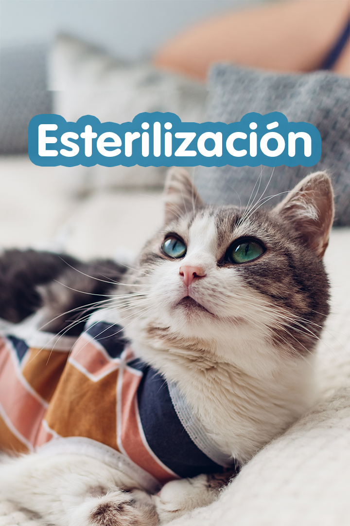 Gato con traje de recuperación descansando sobre una cama.