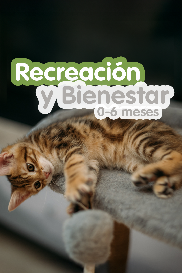 Gatito atigrado recostado de cabeza sobre una superficie gris.