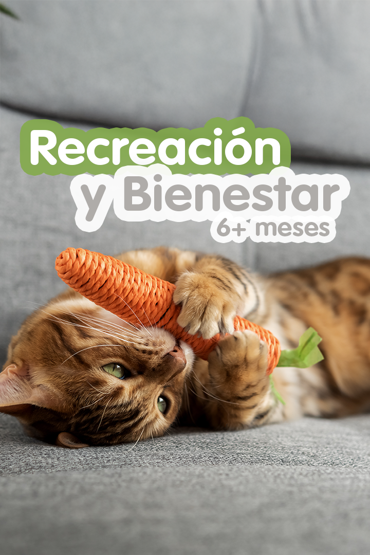 Gato bengalí jugando con un juguete en forma de zanahoria sobre un sillón.