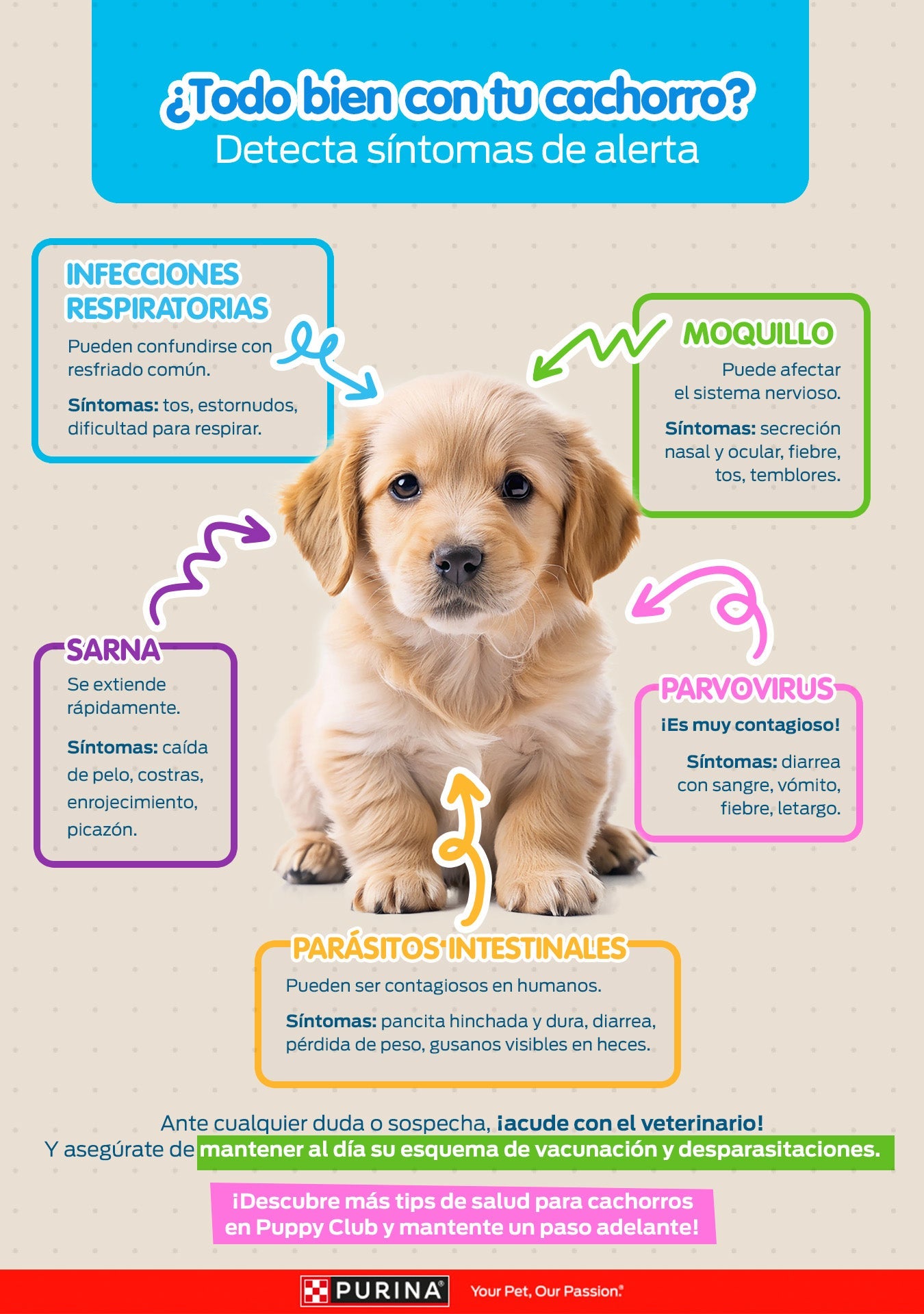 Infografía ¿Todo bien con tu cachorro?: síntomas de alerta de infecciones respiratorias, moquillo, sarna, parvovirus y parásitos intestinales