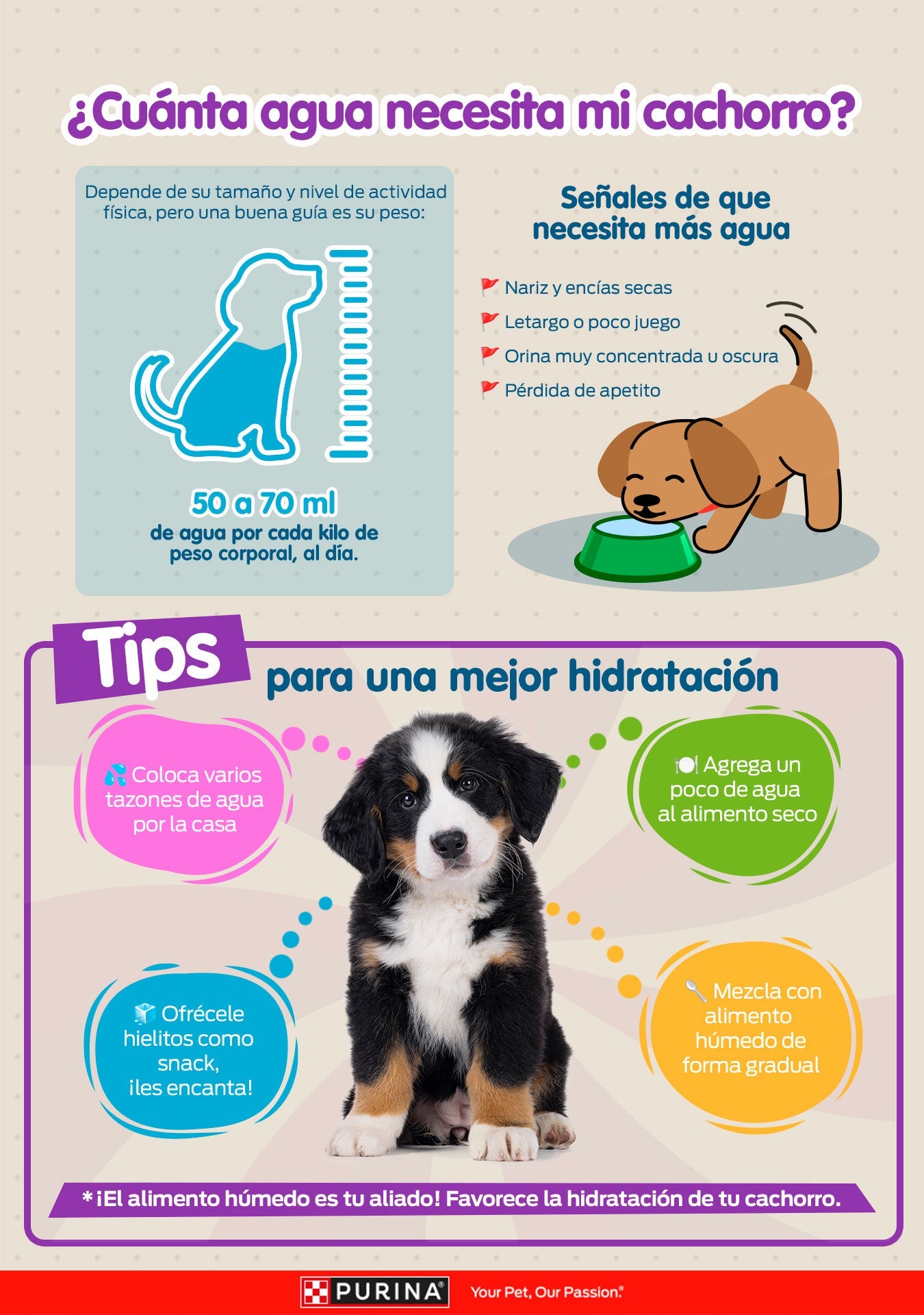 Infografía ¿Cuánta agua necesita mi cachorro?: de 50 a 70 ml por kilo de peso al día, señales de que necesita más agua y tips para una mejor hidratación