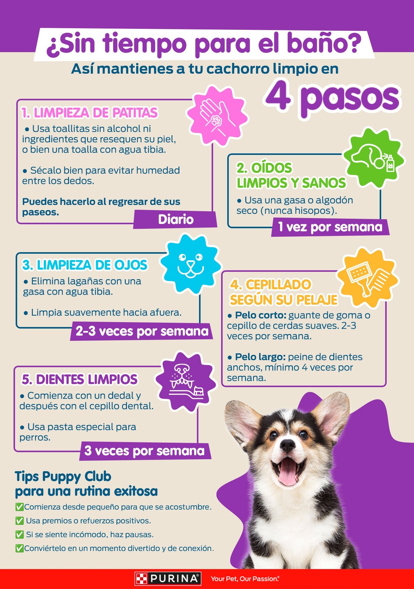 Infografía ¿Sin tiempo para el baño?: cómo mantener limpio a tu cachorro, con la limpieza de patitas, oídos, ojos, el cepillado y los dientes, y cada cuánto hacerlo