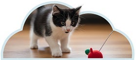 Gatito con su juguete, la importancia de juguetes que imiten su presa.