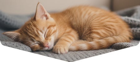 Gatito durmiendo en espacio tranquilo, representando descanso y vínculo con su cuidador.