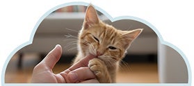 Gatito mordiendo suavemente una mano, ejemplo de cómo establecer límites durante el juego.