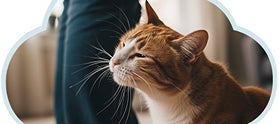 Gatito haciendo marcaje facial como parte de su entorno seguro.