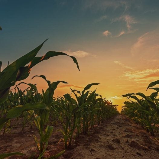 Plantío de maíz al atardecer