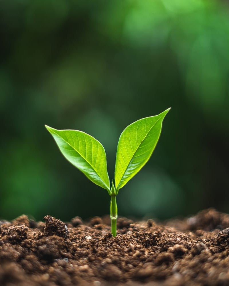 Brote verde que nace de la tierra