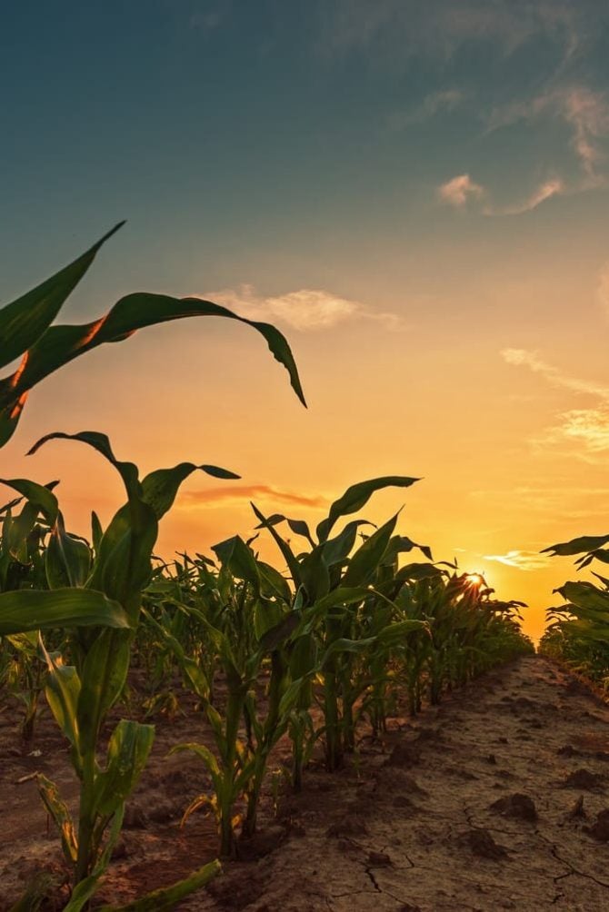 Plantío de maíz al atardecer
