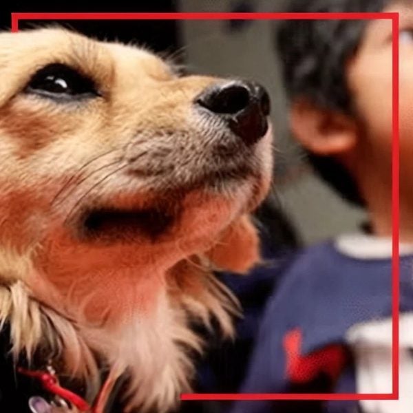 Perro de terapia junto a José Ángel