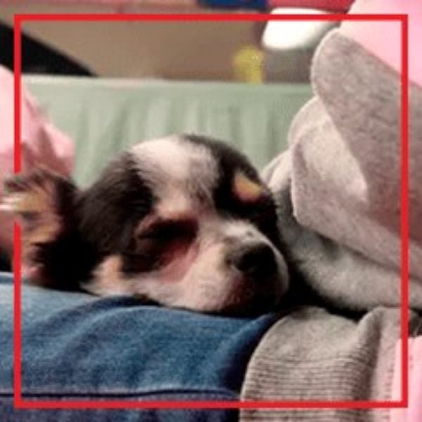 Perro de terapia descansa en el regazo de Andrea