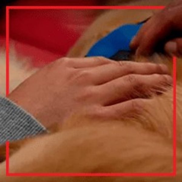 Manos de Ángel acarician a un perro de terapia