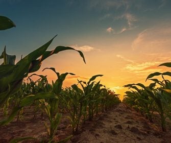 Plantío de maíz al atardecer