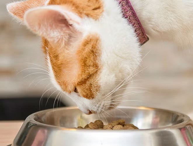 Gato come croquetas de su plato