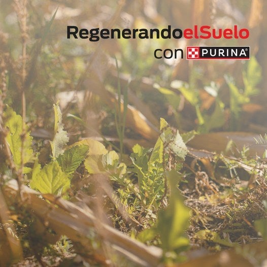 Brotes verdes entre restos de cosecha con el logo de Regenerando el Suelo con Purina®