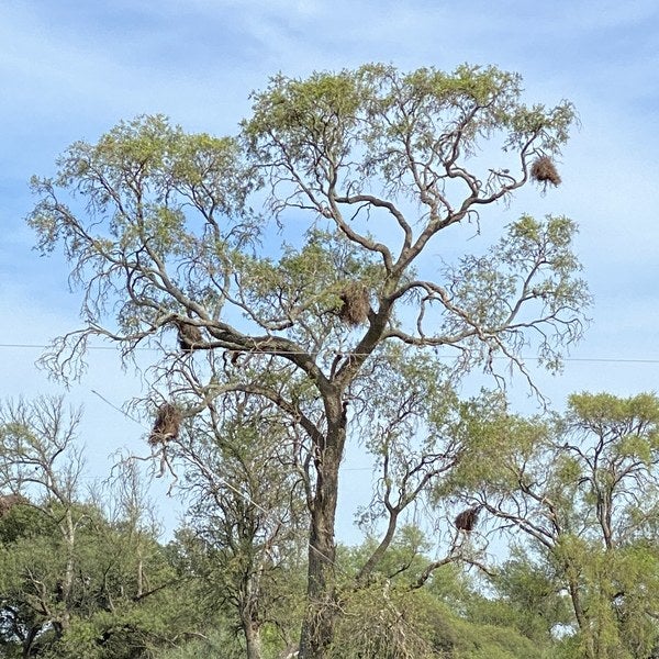 Árbol grande en un campo bajo el cielo azul