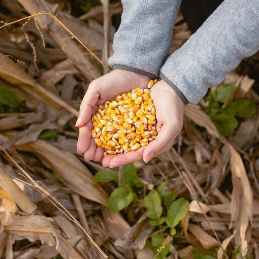 Manos con granos de maíz recién cosechados en el campo