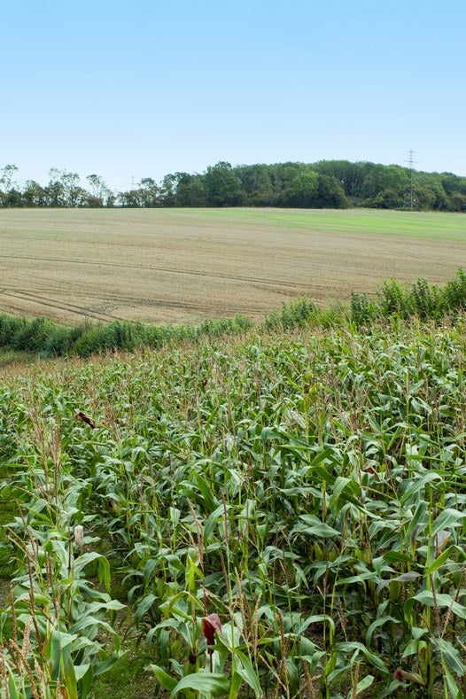 Campo de maíz junto a una pradera con árboles