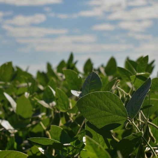 Hojas de soja en un cultivo bajo el cielo