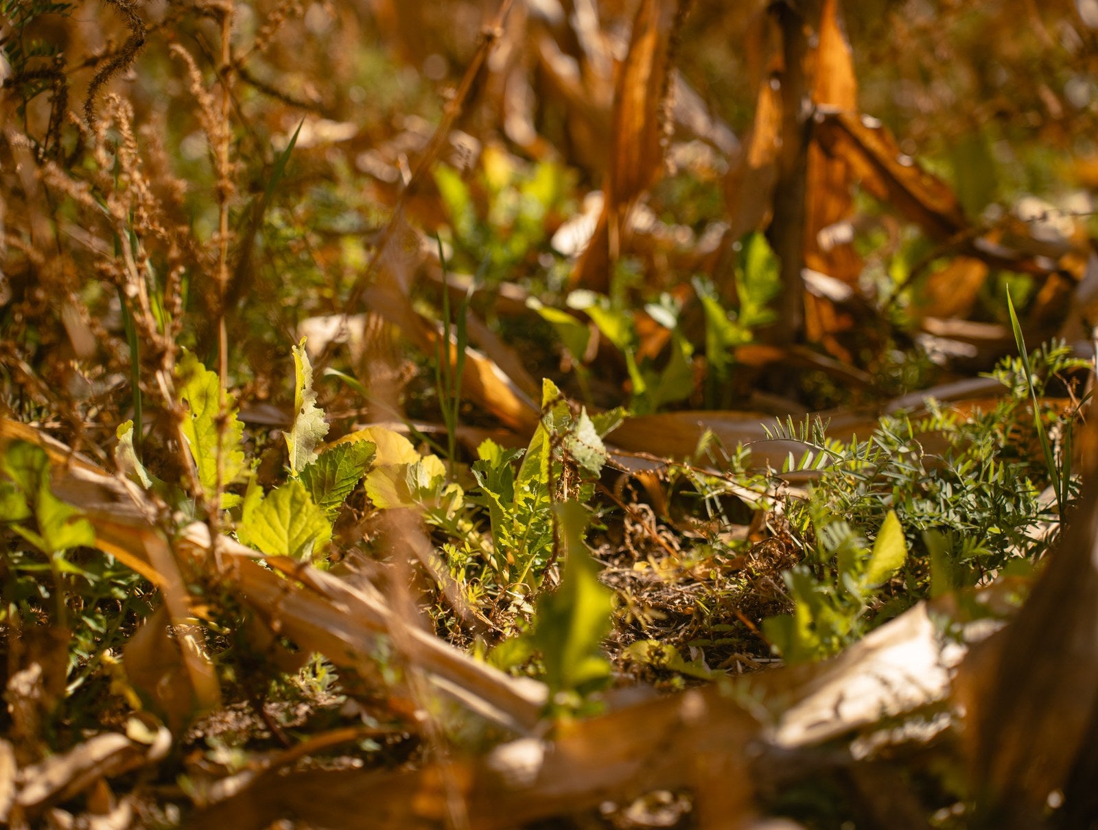 Brotes verdes entre restos de cosecha en un campo