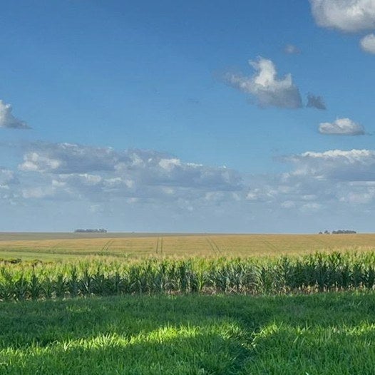 Campo de maíz bajo un cielo azul con nubes