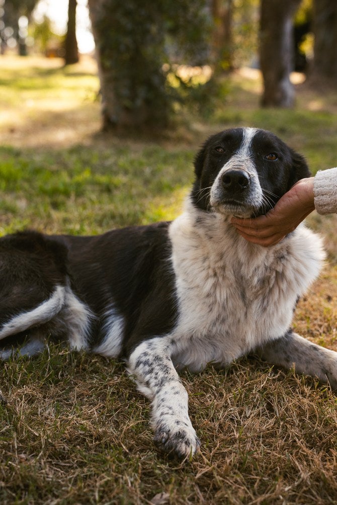 Perro blanco y negro recostado en el pasto mientras una persona le acaricia la cabeza