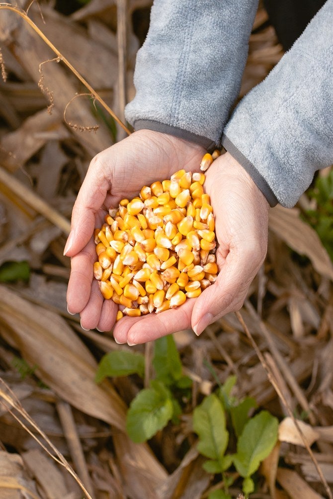 Manos con granos de maíz recién cosechados en el campo