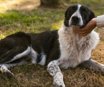 Perro blanco y negro recostado en el pasto mientras una persona le acaricia la cabeza
