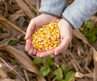 Manos con granos de maíz recién cosechados en el campo