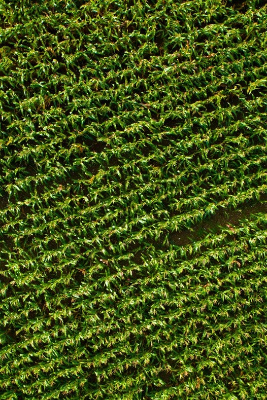 Vista aérea de un cultivo de maíz